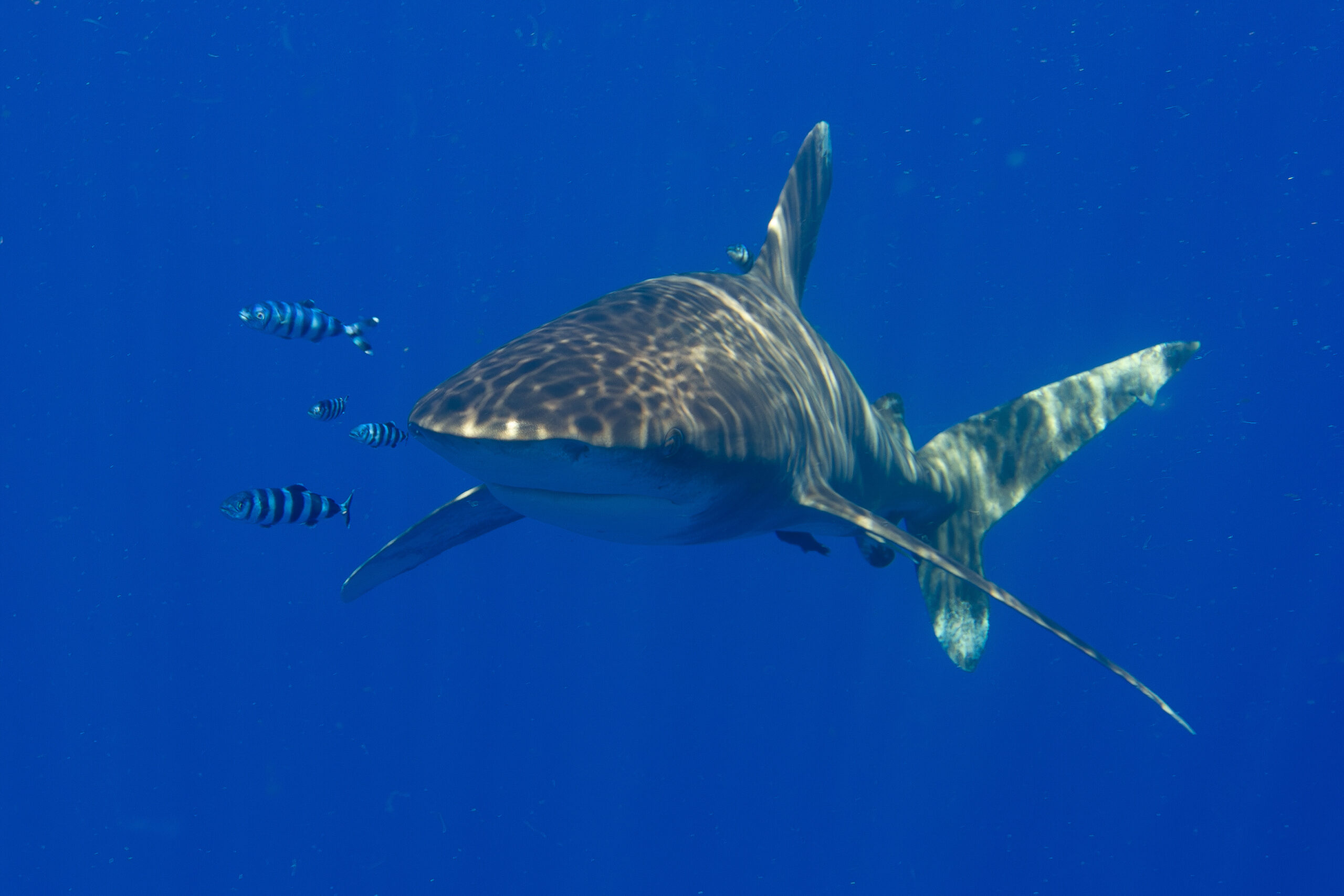 Oceanic White Tip