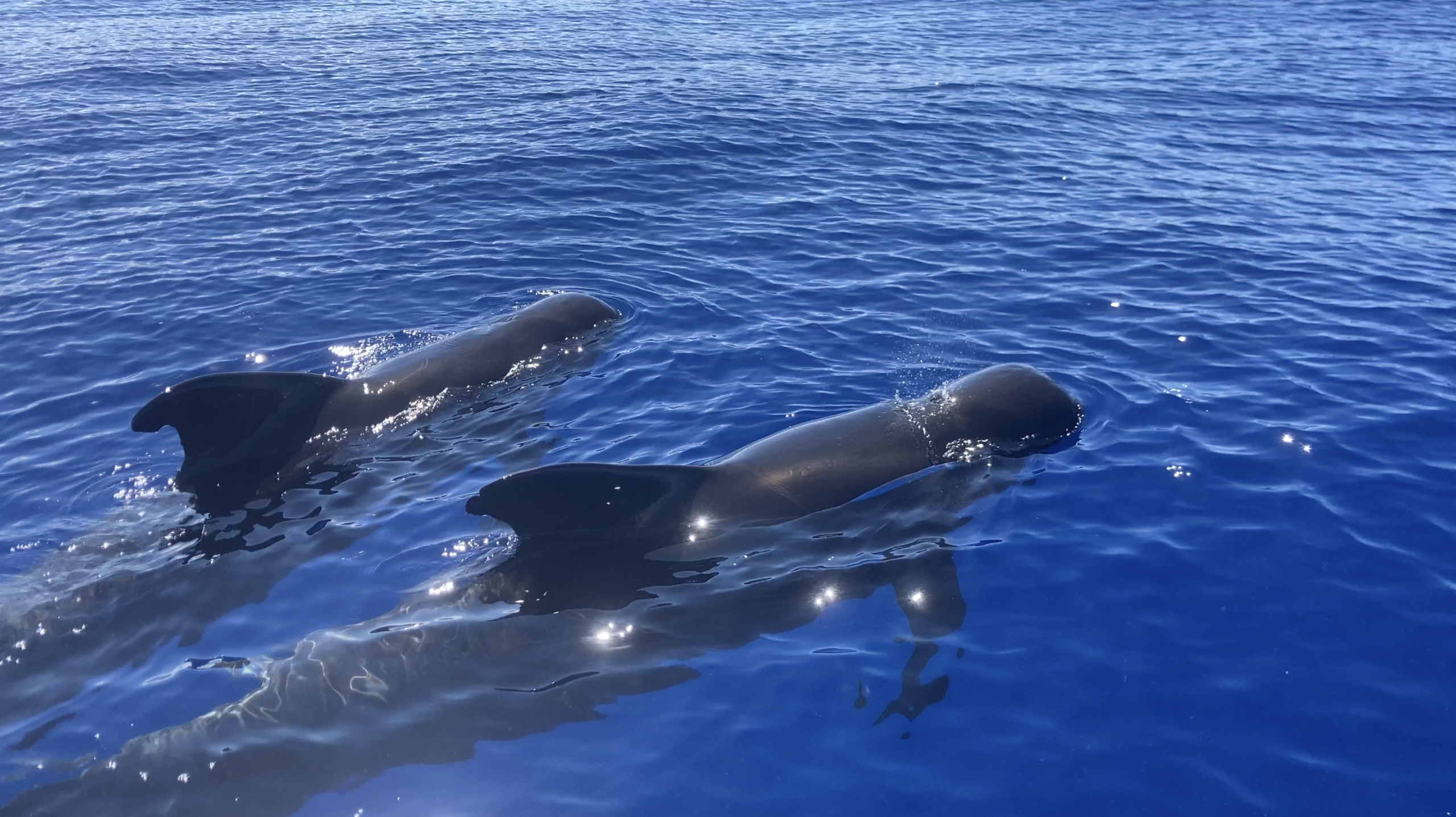 Pilot whale screenshot