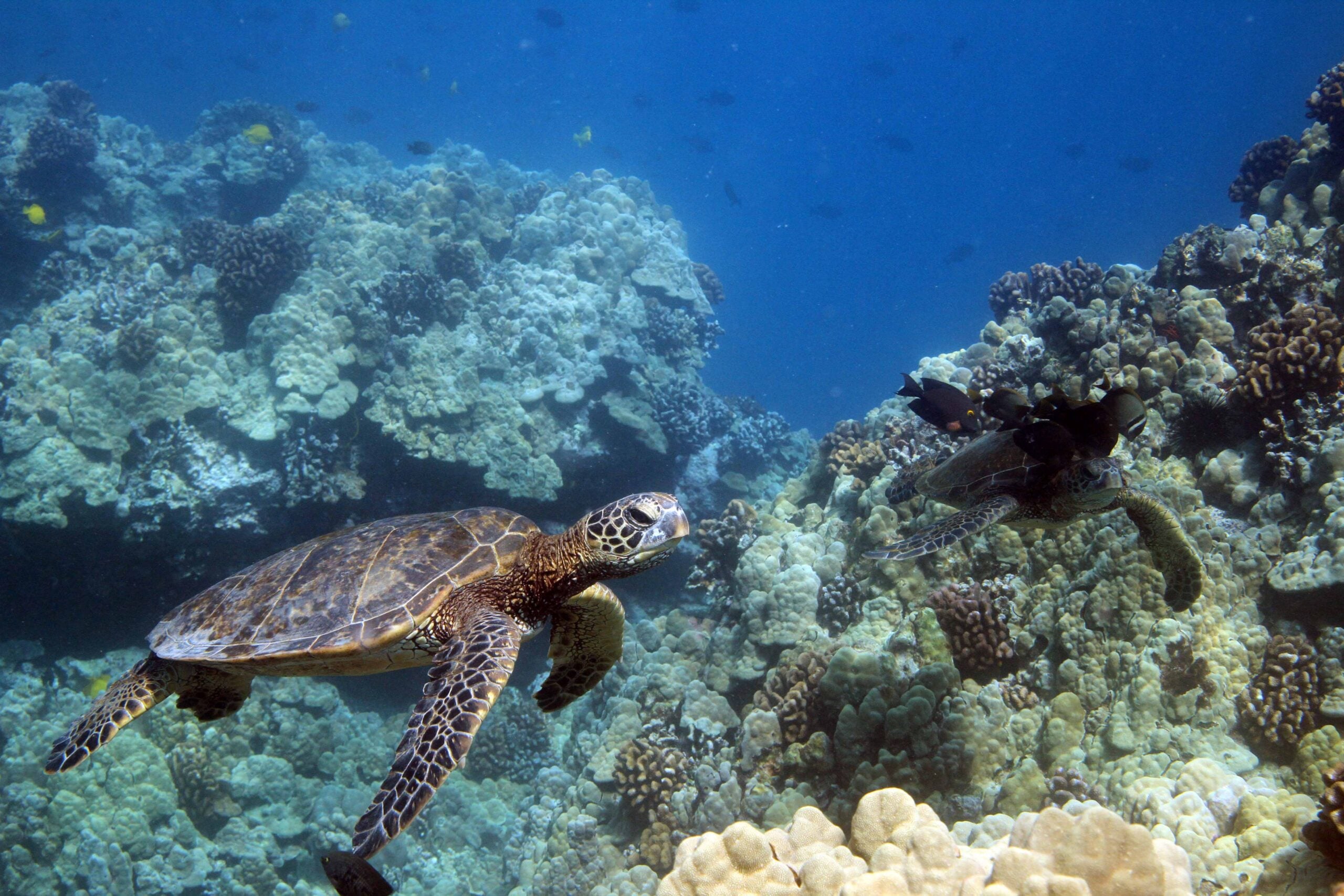 turtle at cleaning station