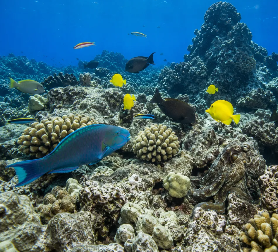 A vibrant coral reef under crystal-clear blue water, showcasing colorful tropical fish, a bright blue parrotfish, and a camouflaged octopus.